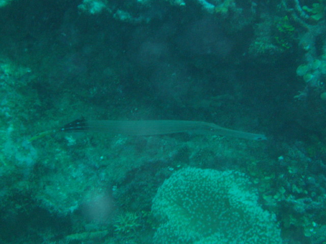 img0064.jpg